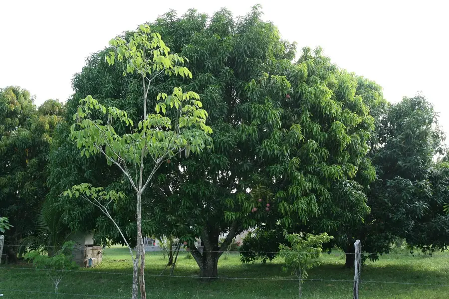 Crooked Tree — Maskall (Belize)