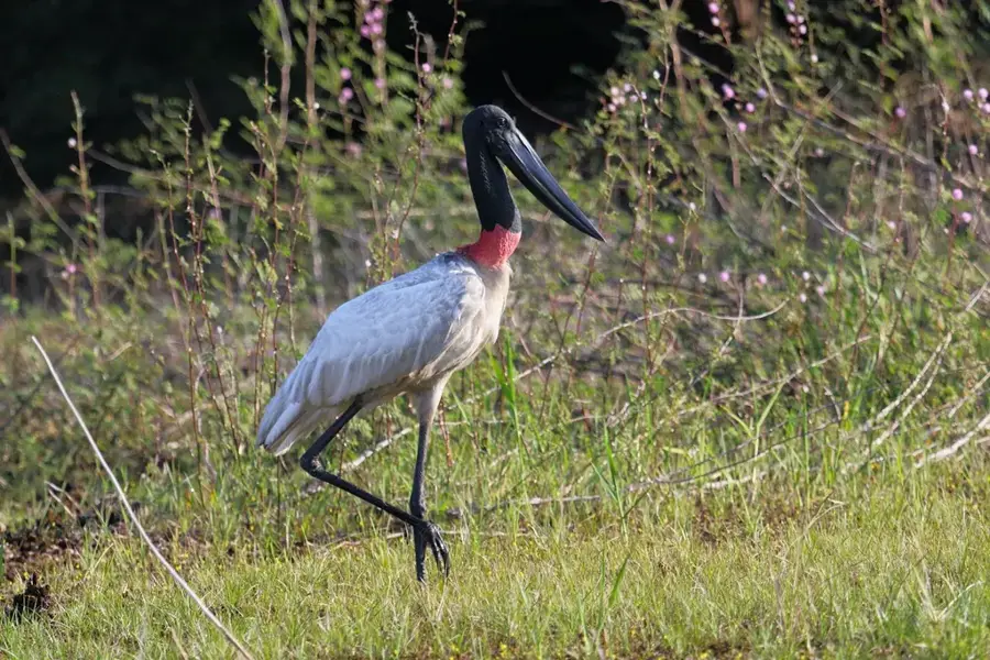 Crooked Tree Wildlife Sanctuary — Maskall (Belize)