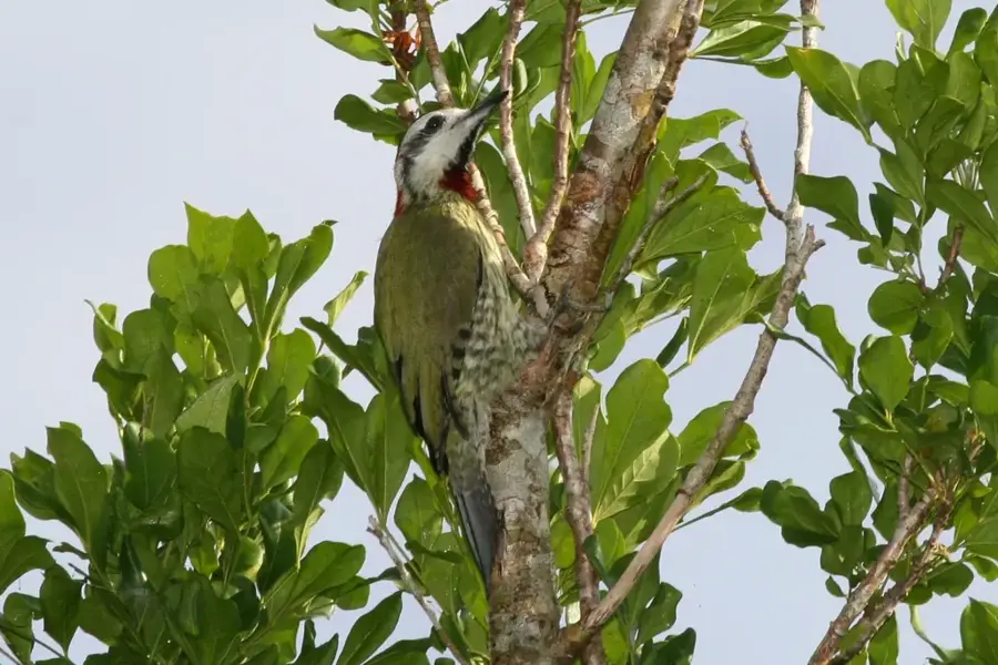 Cuchillas del Toa — Imías (Cuba)