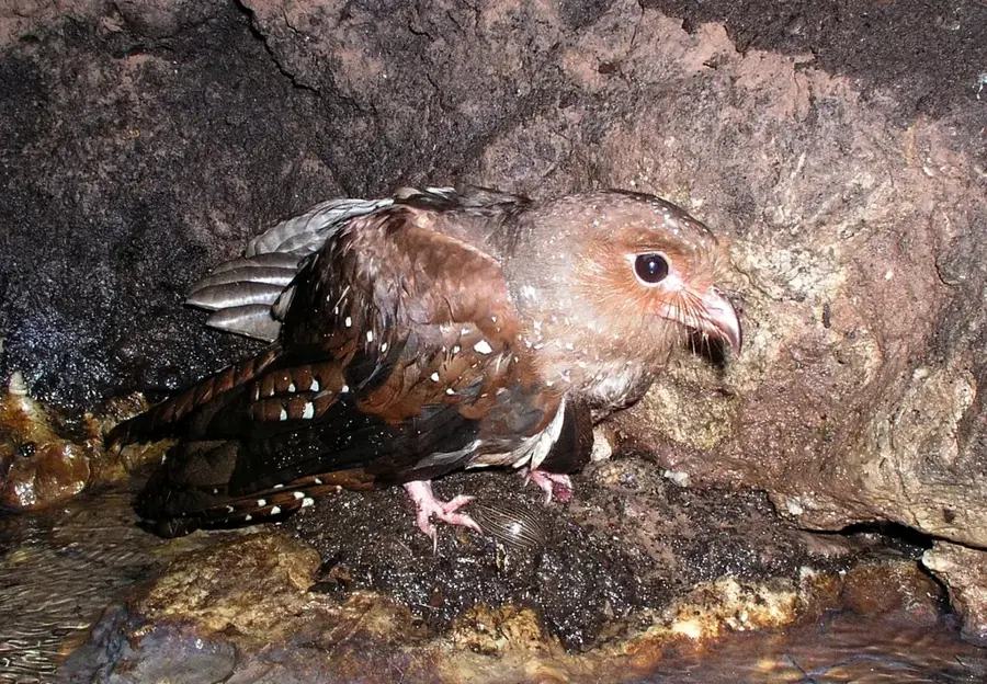 Cueva de los Guácharos — Râul Aguarico (Ecuador)