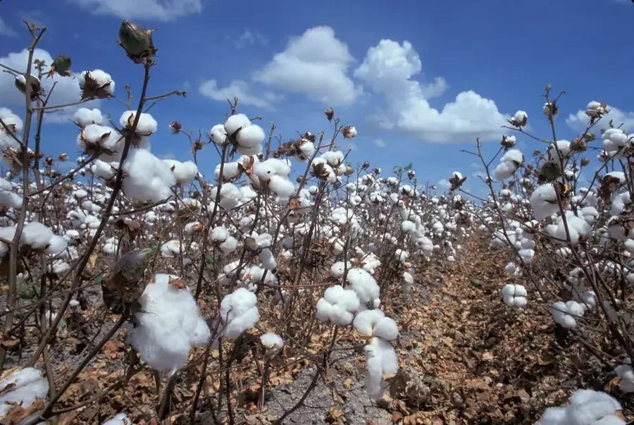 Cotton Cultivation Region — Réo (Burkina Faso)