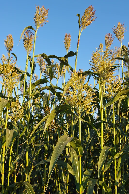 Sorghum-Anbaugebiet