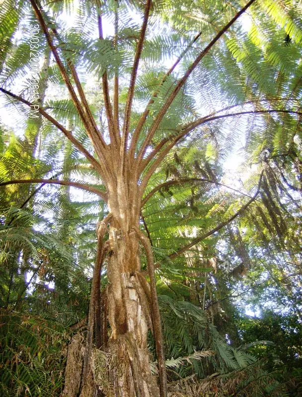 Cusuco National Park — San Pedro Sula (Honduras)