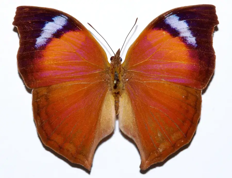Salamis — Feigenbaumbucht (Zypern)