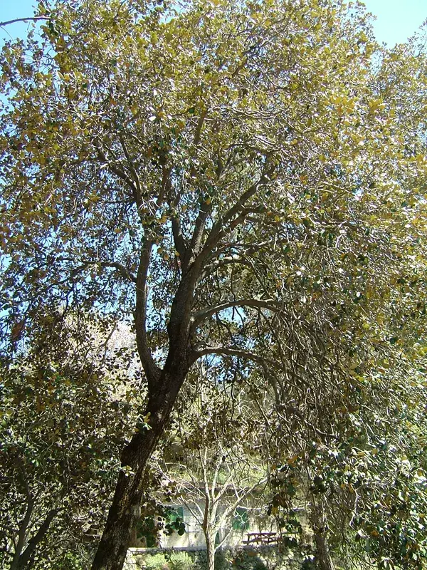 Kionia Gipfel — Choirokoitia (Zypern)