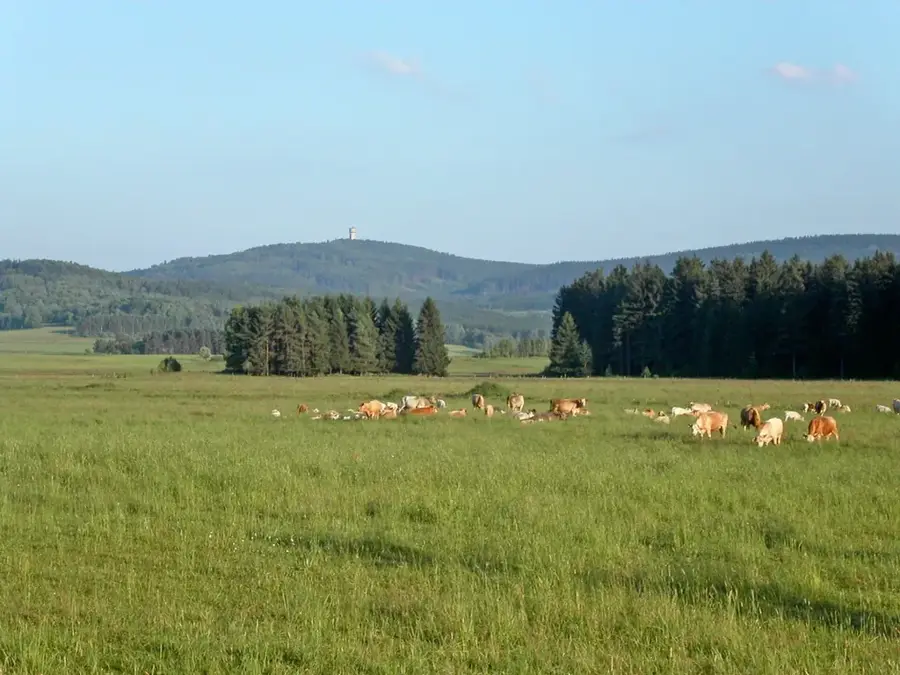 Oberpfälzer Wald