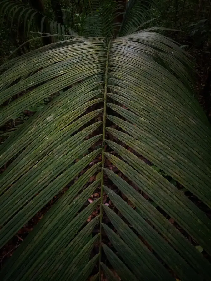 Maninjau-See (Indonesien)