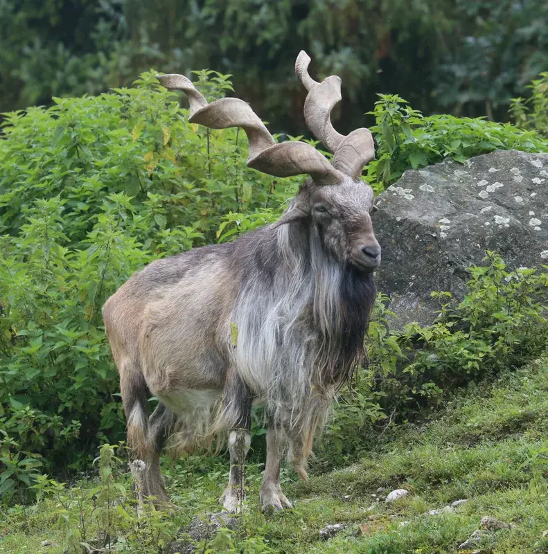 Rezervația Naturală Dashtijum