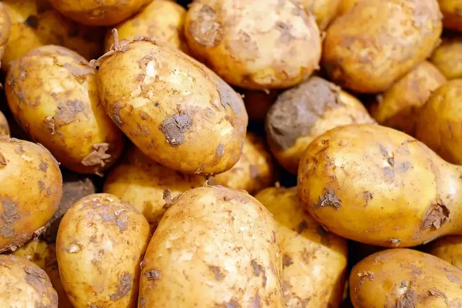 Devon Potato Farms — Roxborough (Jamaica)