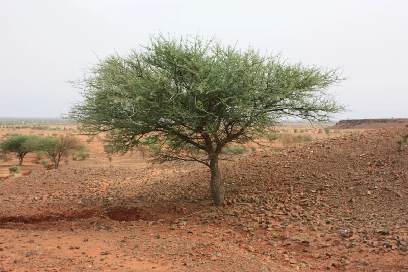 Câmpia dunară Djibo — Dunele Gorom-Gorom (Burkina Faso)