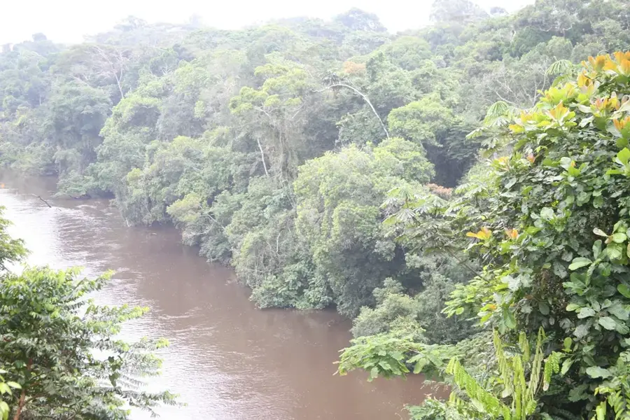 Djoum Regenwald-Reservat — Sangmélima (Kamerun)
