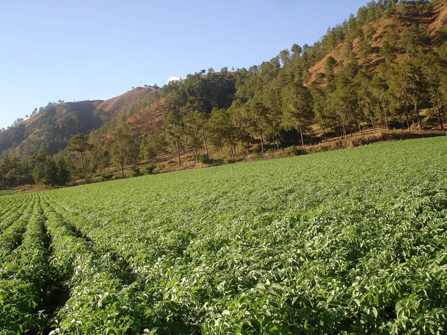 Vegetable Farming in Constanza — Azua de Compostela (Dominican Republic)