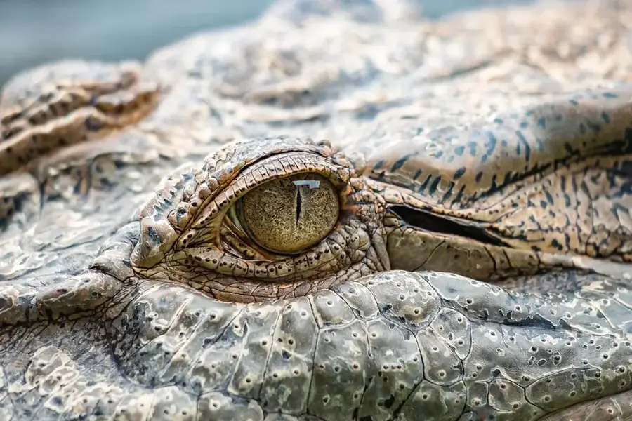American Crocodiles on Isla Cabritos — Los Ríos (Dominican Republic)
