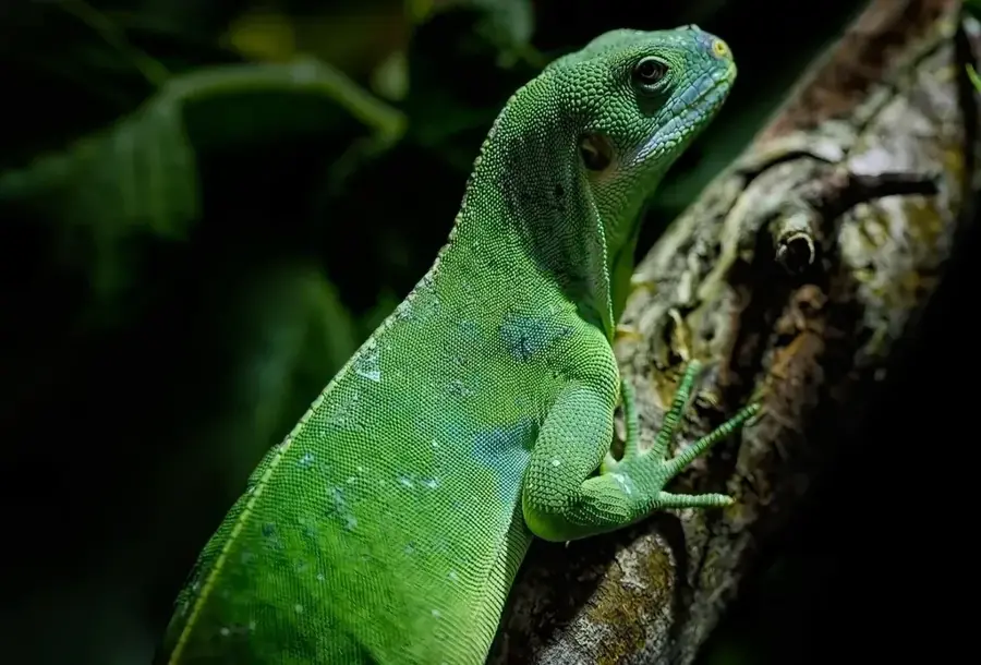 Nashornleguan-Lebensraum Jaragua — Esperanza (Dominikanische Republik)