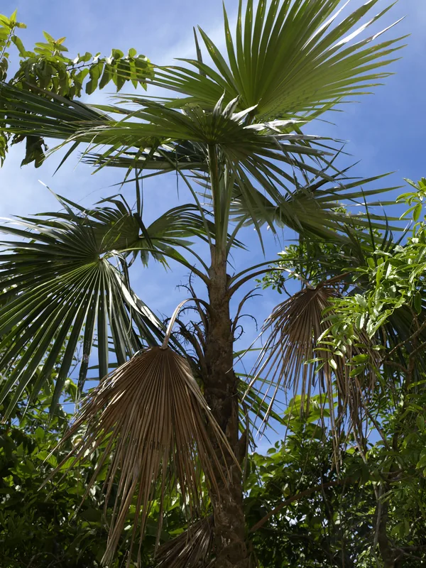 National Botanical Garden Santo Domingo — Azua de Compostela (Dominican Republic)