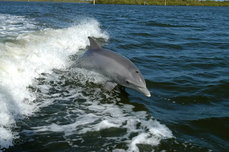 Dolphin House Museum