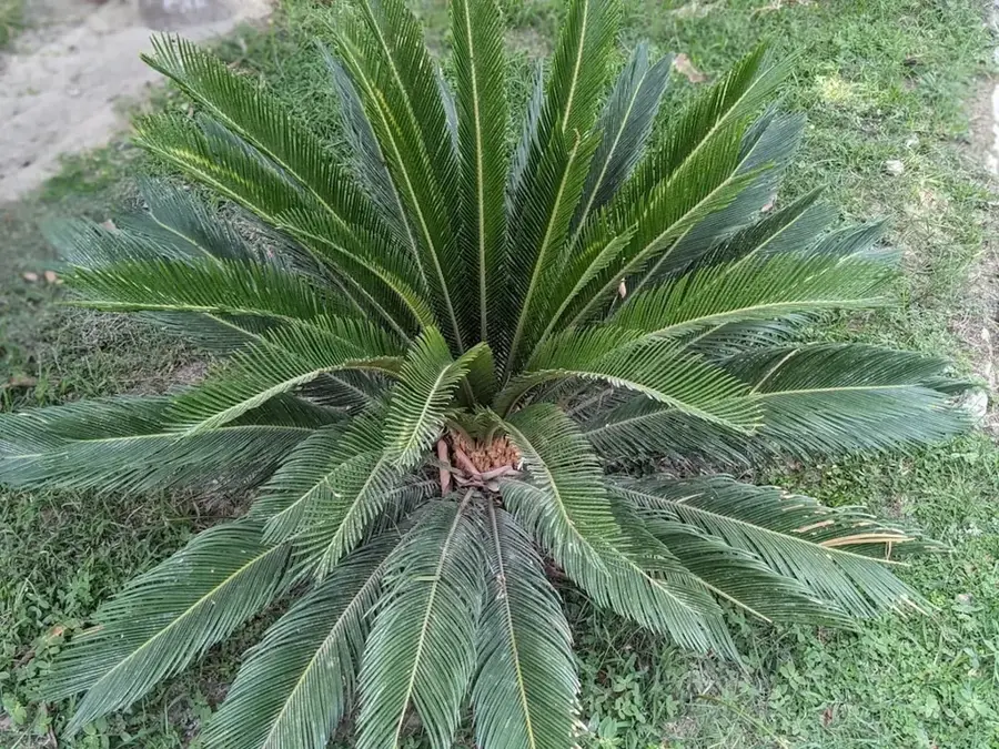 Dona Augusta — Pico Maria Amélia (São Tomé und Príncipe)