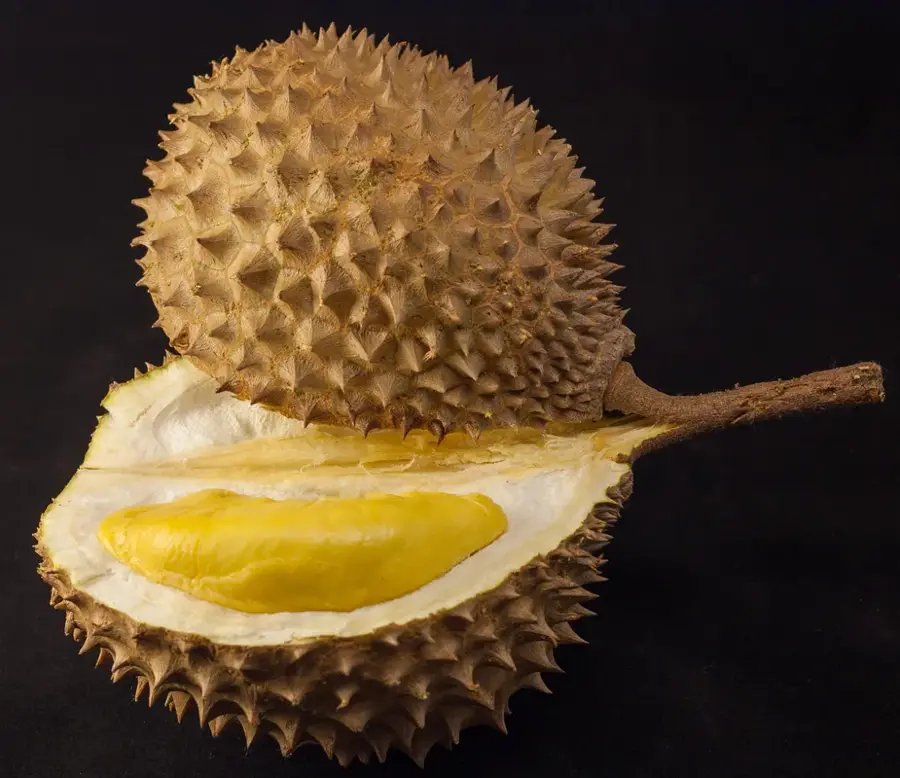Durian-Plantagen in Raub — Kota Bharu (Malaysia)