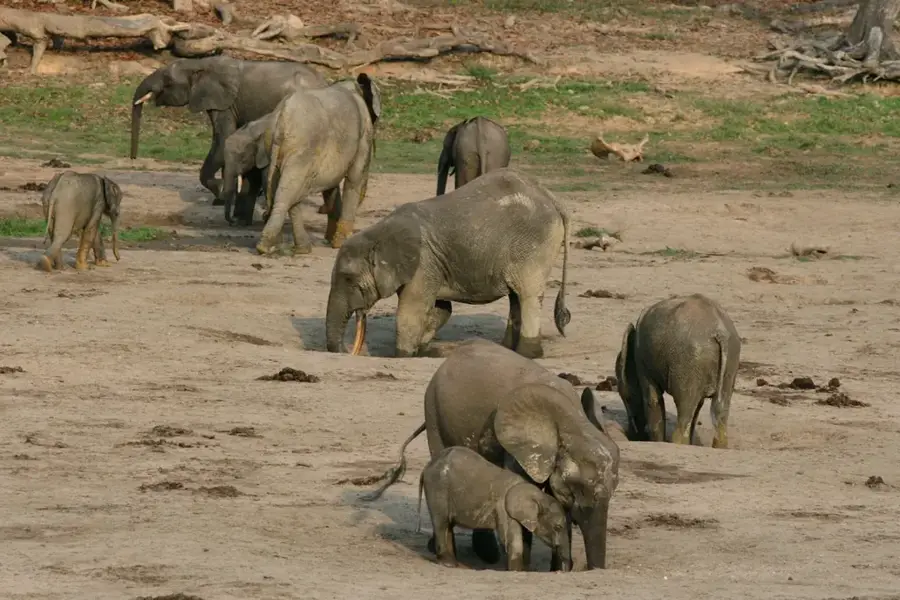 Dzanga Bai — Sangha River (Central African Republic)