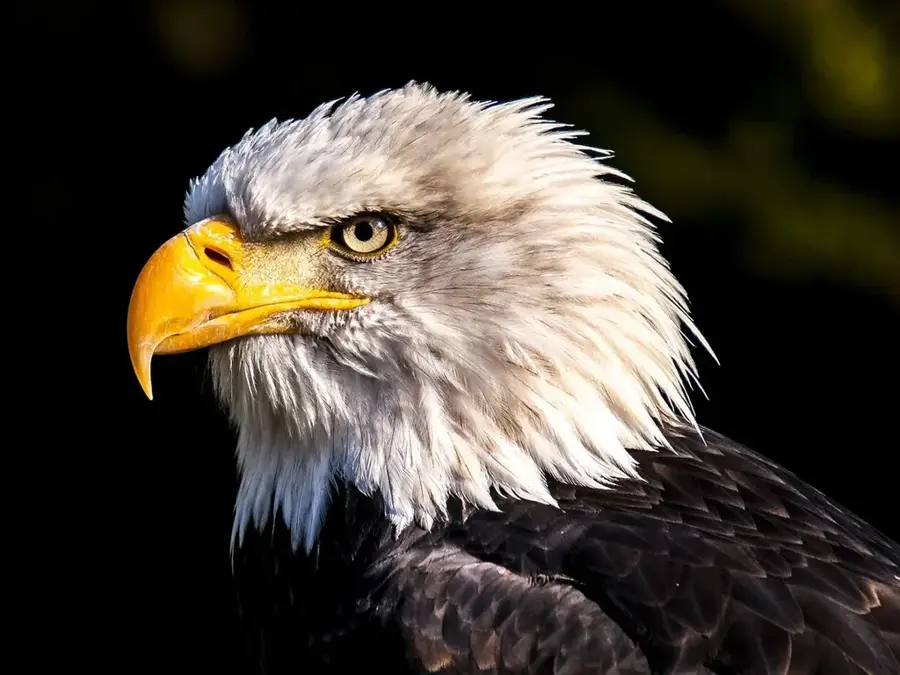 Eagle Encounters (Südafrika)