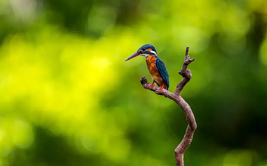 Vulkan Alcedo — Puerto Ayora (Ecuador)