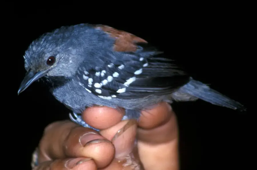 Cordillera del Cóndor — Zamora (Ecuador)