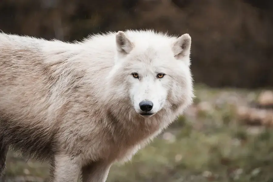 Vulcanul Wolf — Insula Floreana (Ecuador)