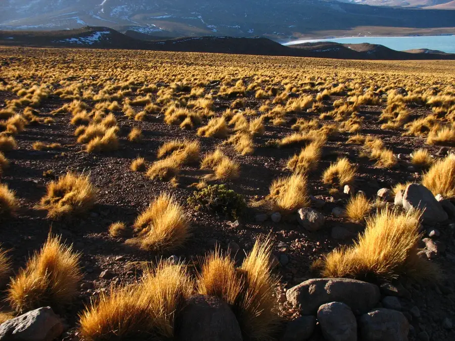 Eduardo Avaroa Reserve — Lípez Quinoa Fields (Bolivia)