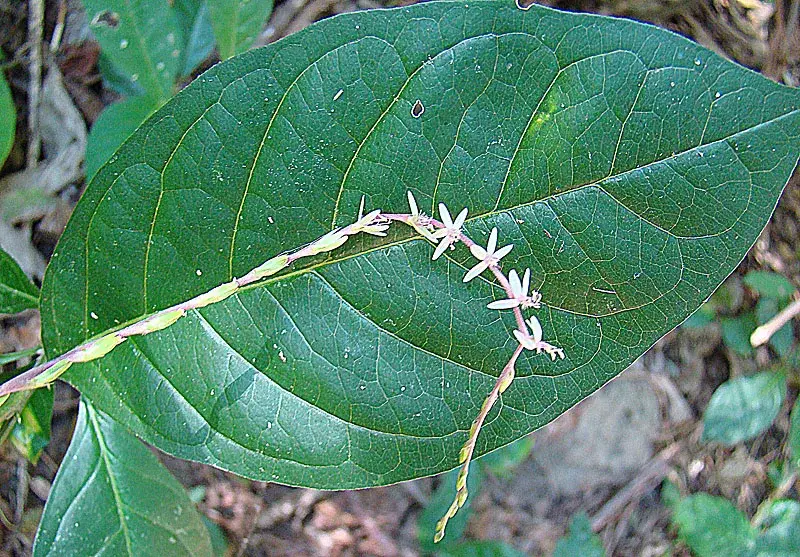 El Chocoyero - El Brujo Reserve — Chiltepe Peninsula (Nicaragua)