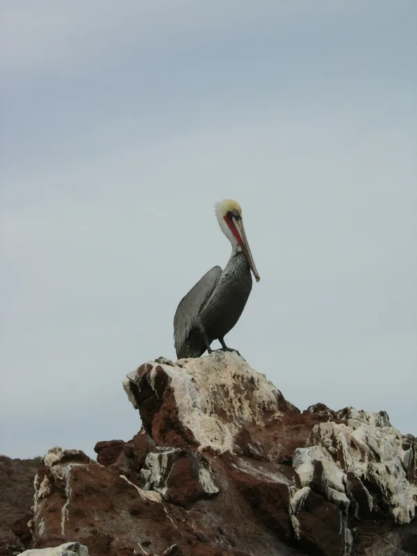 El Vizcaino (Mexiko)