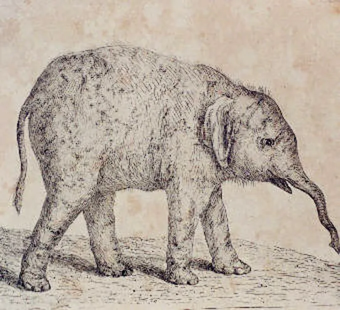 Insula Elefantului