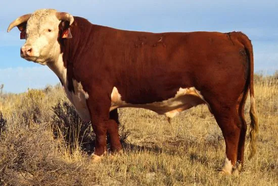 Zebu-Zuchtgebiet