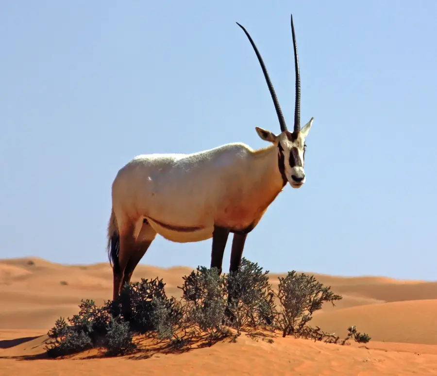 Emirates Park Zoo — Jebel Hafeet (United Arab Emirates)
