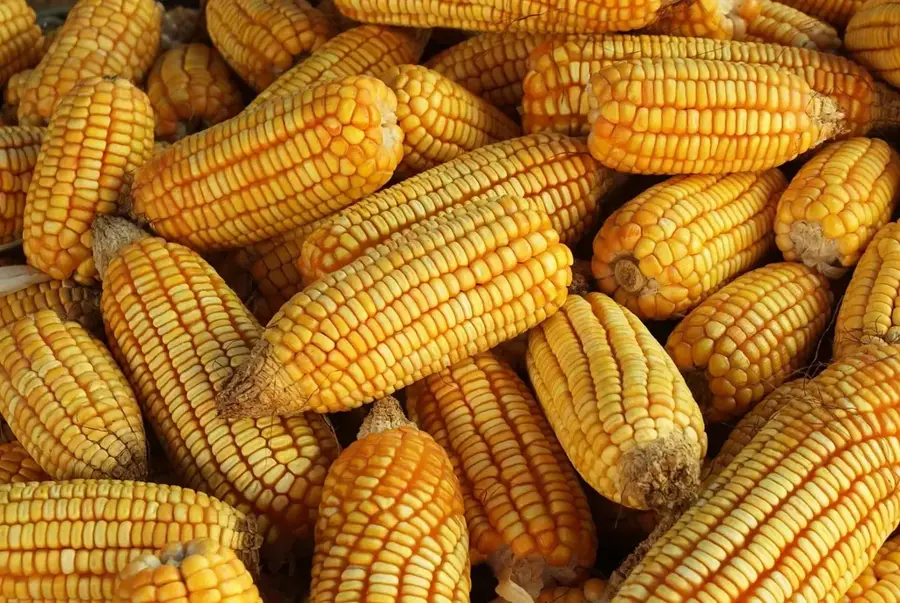 Akordat Agrarverarbeitung — Baraka-Delta (Eritrea)