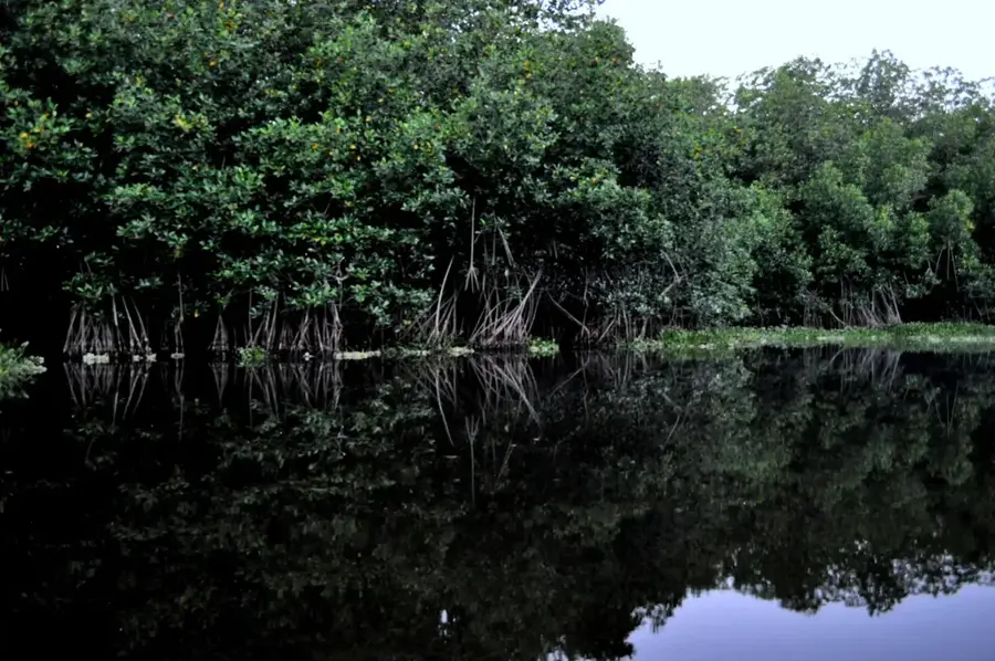 Jaltepeque Estuary — San Luis Talpa (El Salvador)