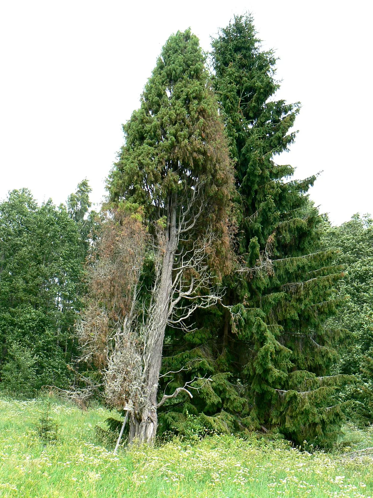 Kruusa-Org-völgy