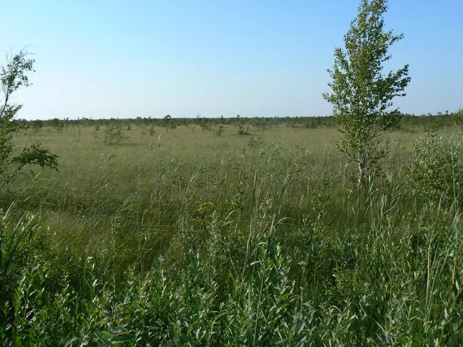 Mlaștina Tuhu — Primăria Kuressaare (Estonia)