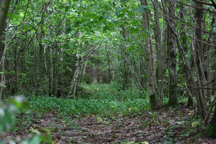 Viidumäe Naturreservat