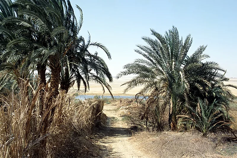 Farafra — Kharga (Egipt)