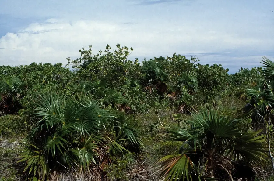 Farquharson's Plantation Ruins — Landrail Point (Bahamas)