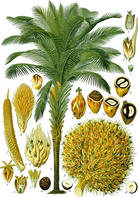 FELDA Sahabat Palmölplantage — Rainforest Discovery Centre, Sepilok (Malaysia)