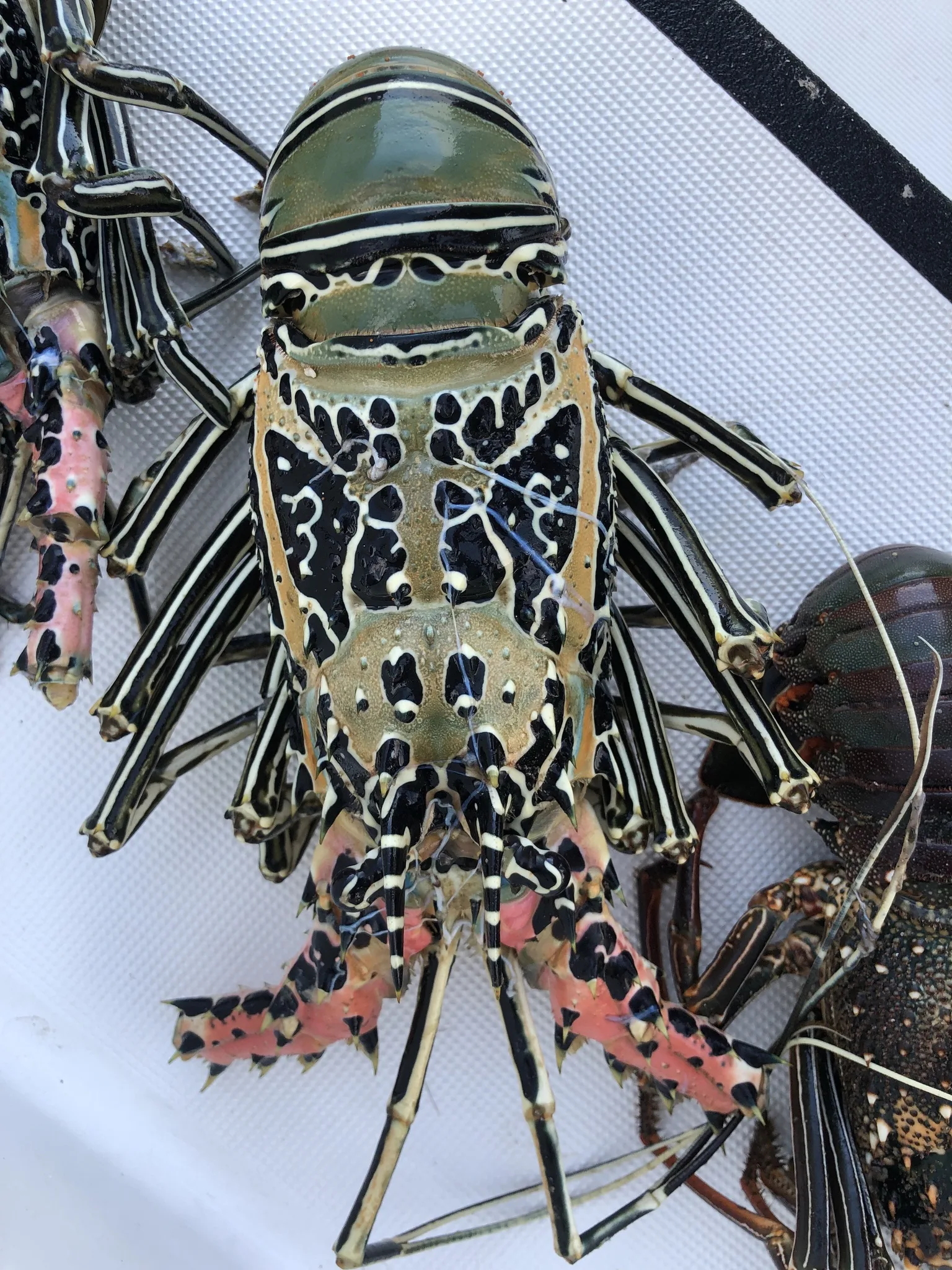Tubou (Fiji)