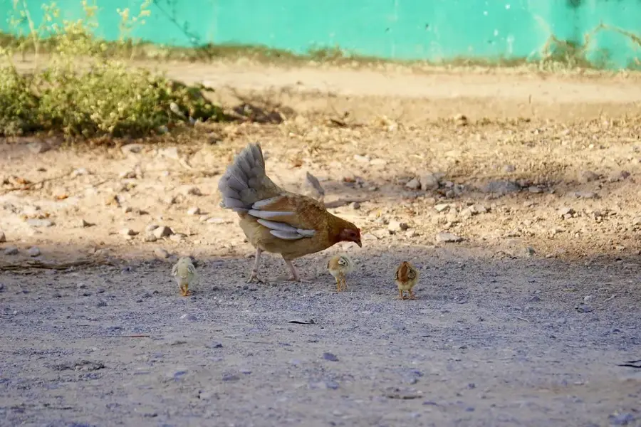 Agroecological Farm El Paraíso — Cayo Jutías (Cuba)