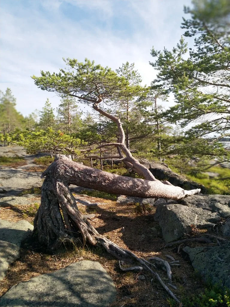 Fäboda — Kemijoki (Finnland)