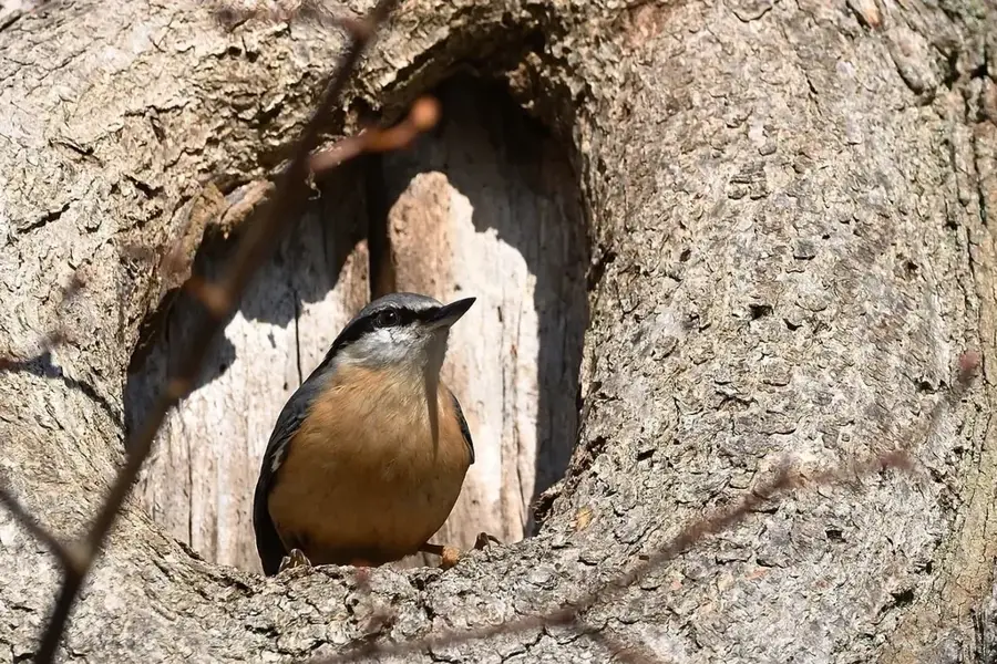 Heinola Vogelpark