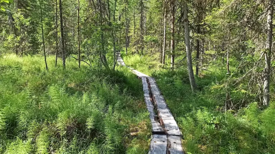Vaattunkivaara
