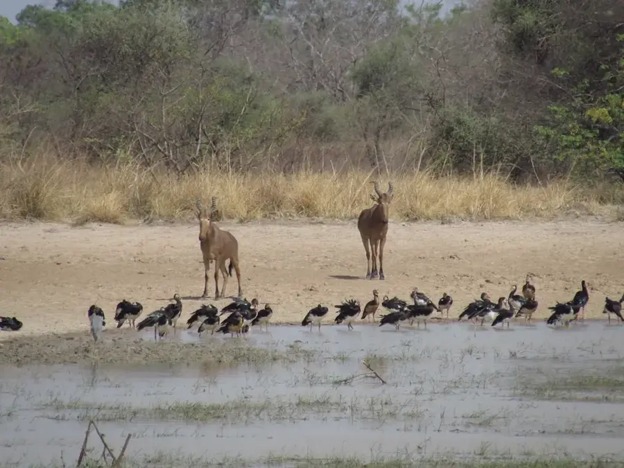 Pendjari River — Houndé (Burkina Faso)