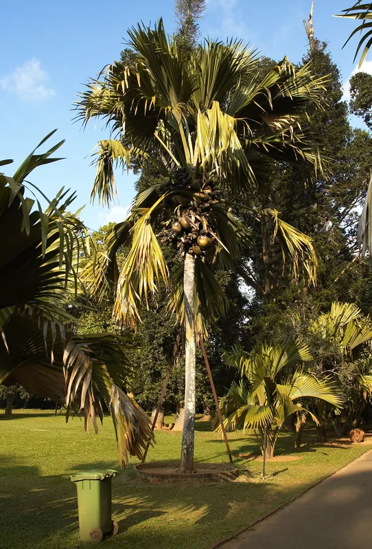 Fond Ferdinand — Consolation (Seychellen)
