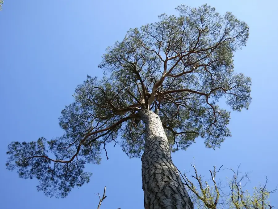 Fontainebleau Forest – forest