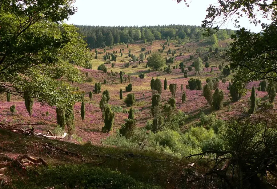 Lüneburger Heide – Wald